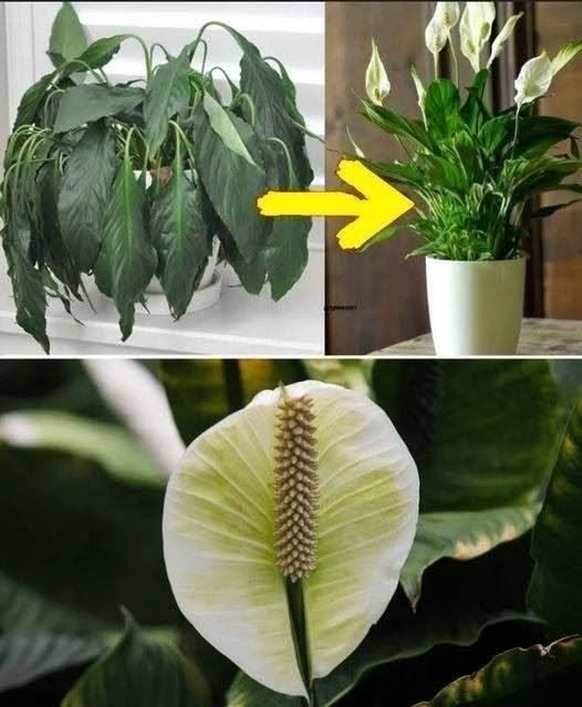 Place a Tablespoon on Any Plant at Home: What to Expect 836665317_122116897736354424_2423686177228277599_n